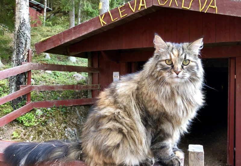 Lovis the boss cat