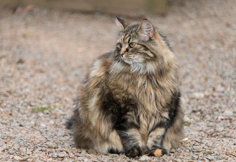 Lovis the boss cat